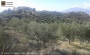 Vori Kreta, Vori Olivenhain 200.000m² mit 2 Gebäuden zu verkaufen Grundstück kaufen